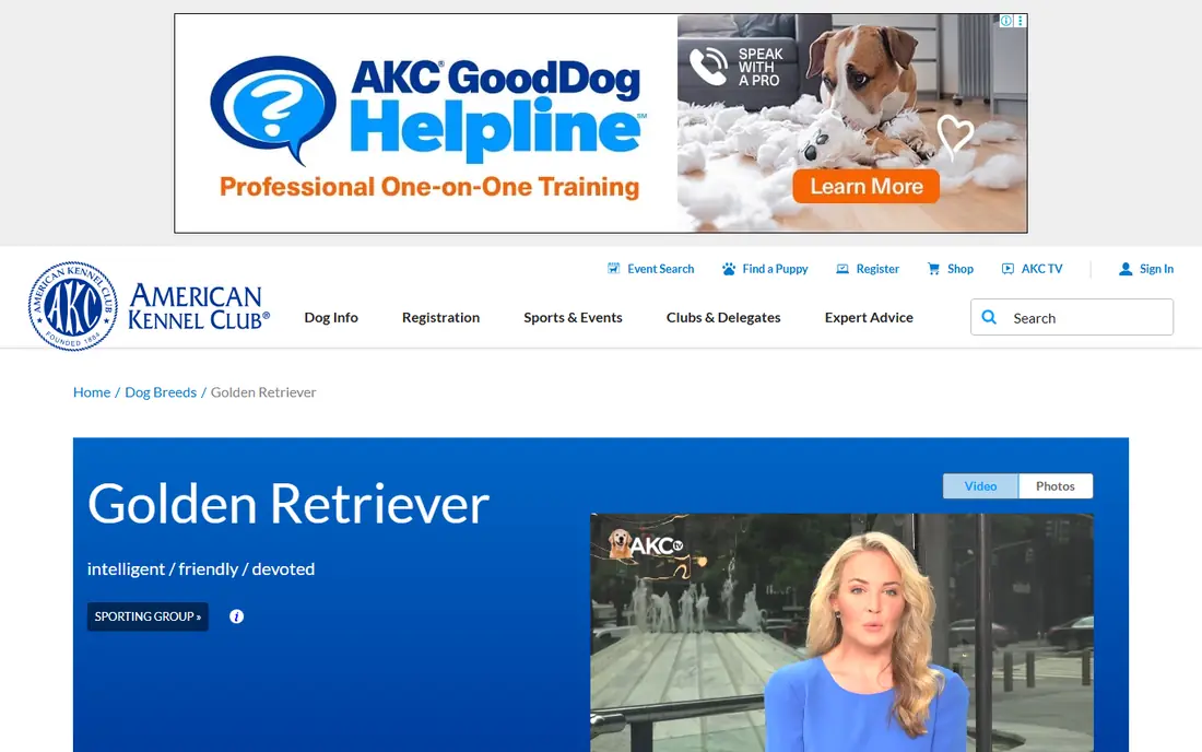 Golden Retriever website
