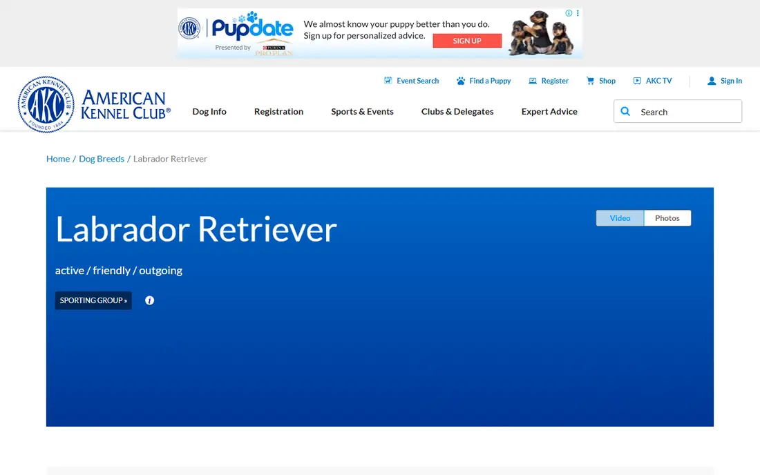 Labrador Retriever website
